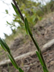 Boechera retrofracta