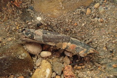 Pseudostenophylax