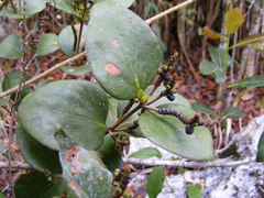 Oryctanthus occidentalis