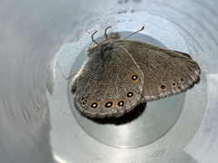 Coenonympha haydenii