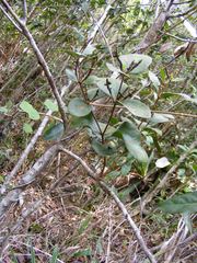 Oryctanthus occidentalis