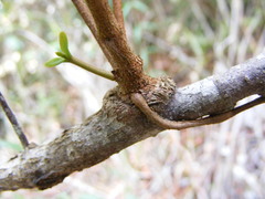 Oryctanthus occidentalis