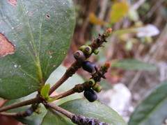 Oryctanthus occidentalis