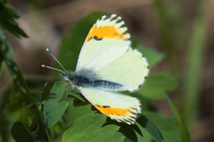 Anthocharis julia sulfuris