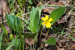Viola praemorsa