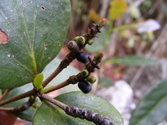 Oryctanthus occidentalis