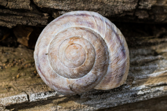 Oreohelix