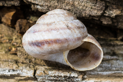 Oreohelix