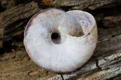 Oreohelix