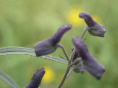 Delphinium andesicola