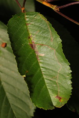 Lyonetia clerkella