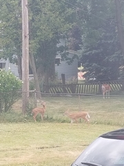 Odocoileus virginianus