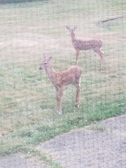 Odocoileus virginianus