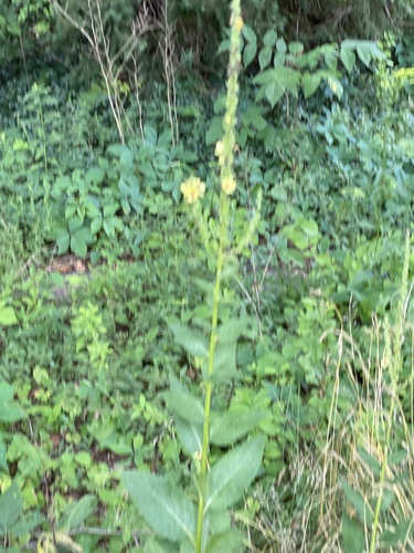 Dark mullein (Verbascum nigrum)