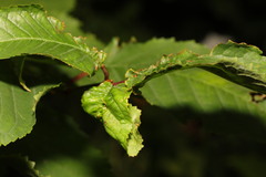 Myzus cerasi