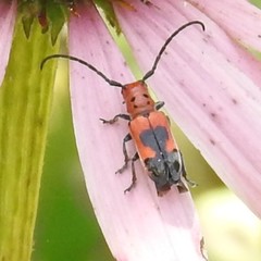Tetraopes melanurus