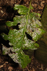 Neoerysiphe galeopsidis