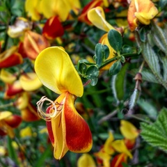 Cytisus scoparius andreanus