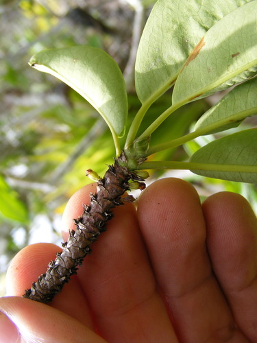 Erythroxylum jamaicense