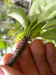 Erythroxylum jamaicense