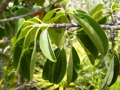 Erythroxylum jamaicense