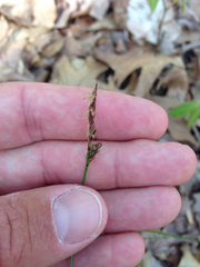 Carex pensylvanica