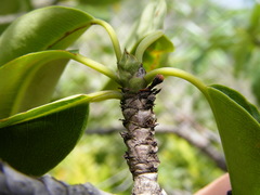 Erythroxylum jamaicense