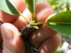 Erythroxylum jamaicense