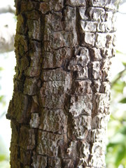 Erythroxylum jamaicense