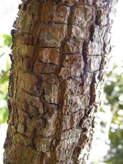 Erythroxylum jamaicense