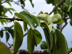 Erythroxylum jamaicense