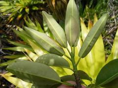 Erythroxylum jamaicense