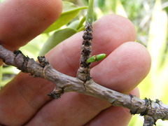 Erythroxylum jamaicense