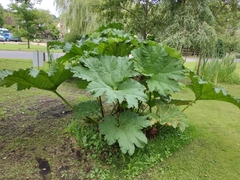 Gunnera tinctoria