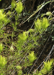 Cordylanthus wrightii