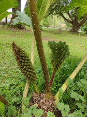 Gunnera tinctoria