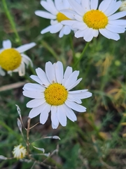 Tripleurospermum inodorum