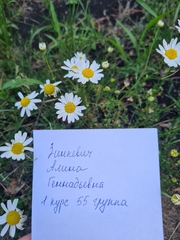 Tripleurospermum inodorum