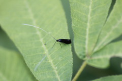 Adelidae