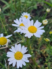 Tripleurospermum inodorum