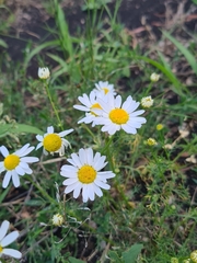 Tripleurospermum inodorum