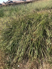 Carex barbarae