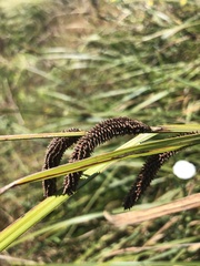 Carex barbarae