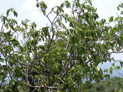 Erythroxylum jamaicense