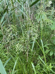 Scirpus expansus