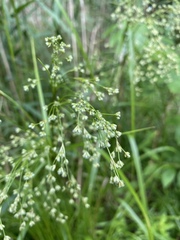 Scirpus expansus