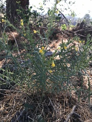 Lithospermum multiflorum