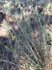Lithospermum multiflorum