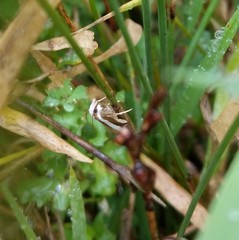 Orocrambus apicellus