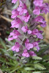 Pedicularis lanata